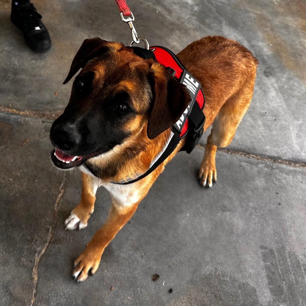 Nala(15), an adoptable Shepherd in Mexicali, BCN, 21280 | Photo Image 1