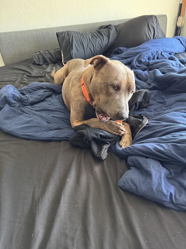 Baloo, Adoptable, Young Male Labrador Retriever.
