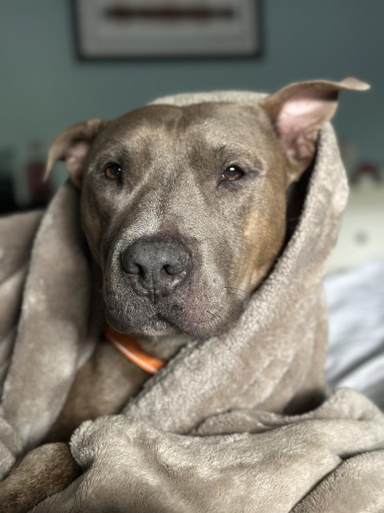 Enlarge Baloo, a Adoptable mixed breed in St. Petersburg, FL image 2/5