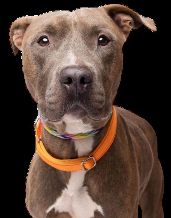 Enlarge Baloo, a Adoptable mixed breed in St. Petersburg, FL image 3/5