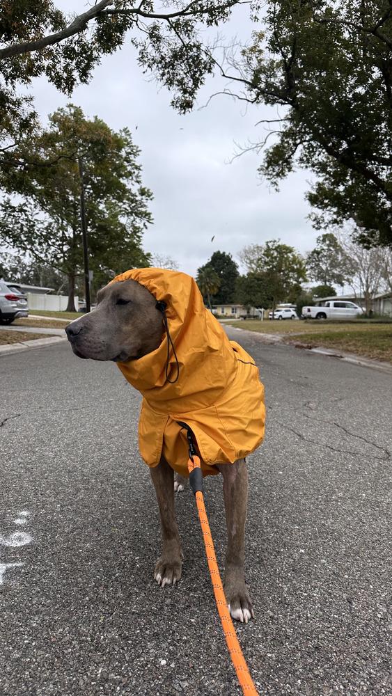 Enlarge Baloo, a Adoptable mixed breed in St. Petersburg, FL image 4/5