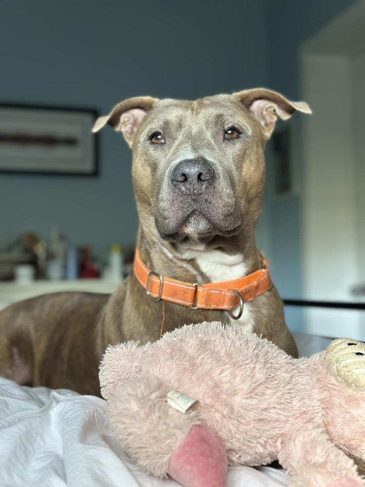 Enlarge Baloo, a Adoptable mixed breed in St. Petersburg, FL image 5/5
