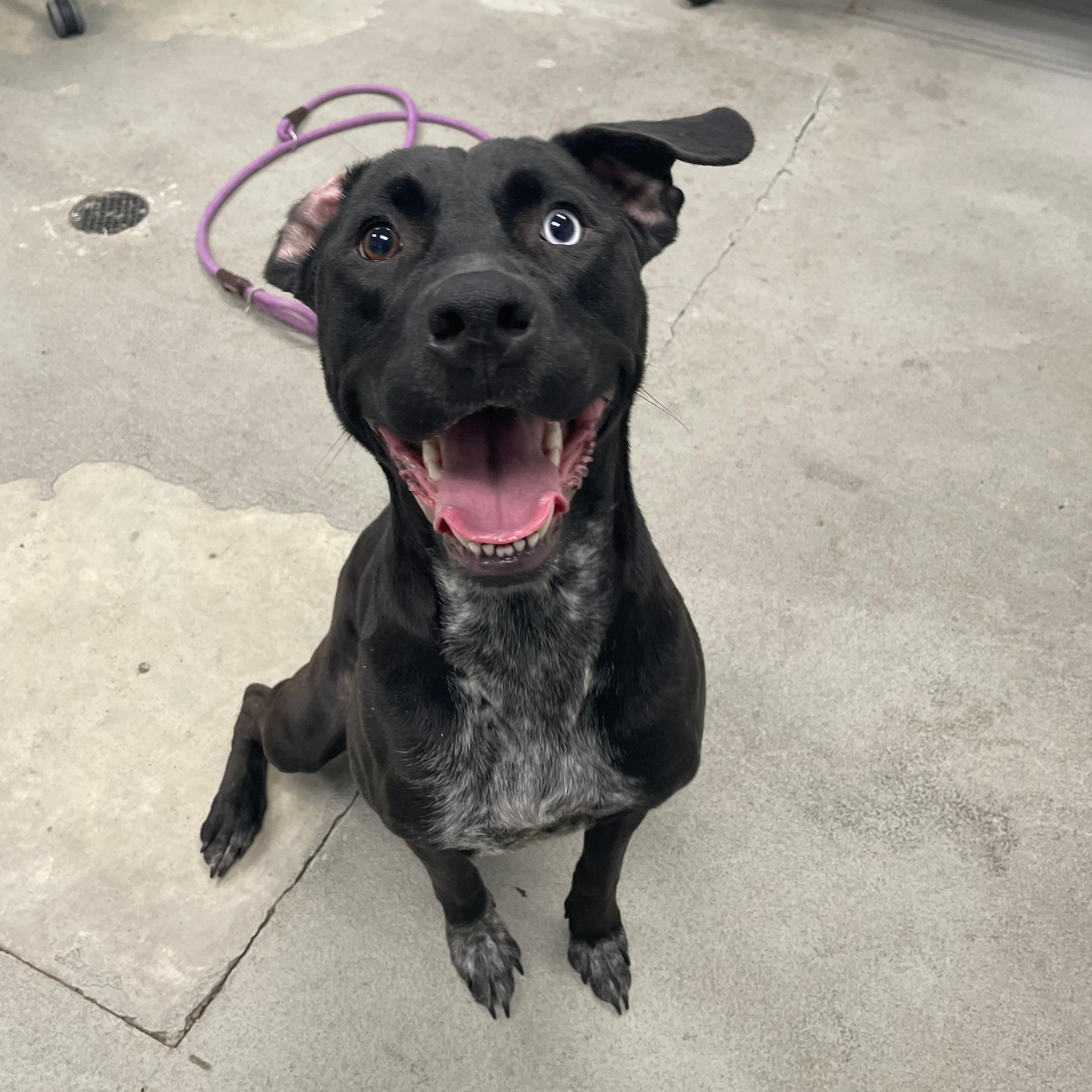 Edna, ADOPTABLE, Young Female Pit Bull Terrier & Black Labrador Retriever.