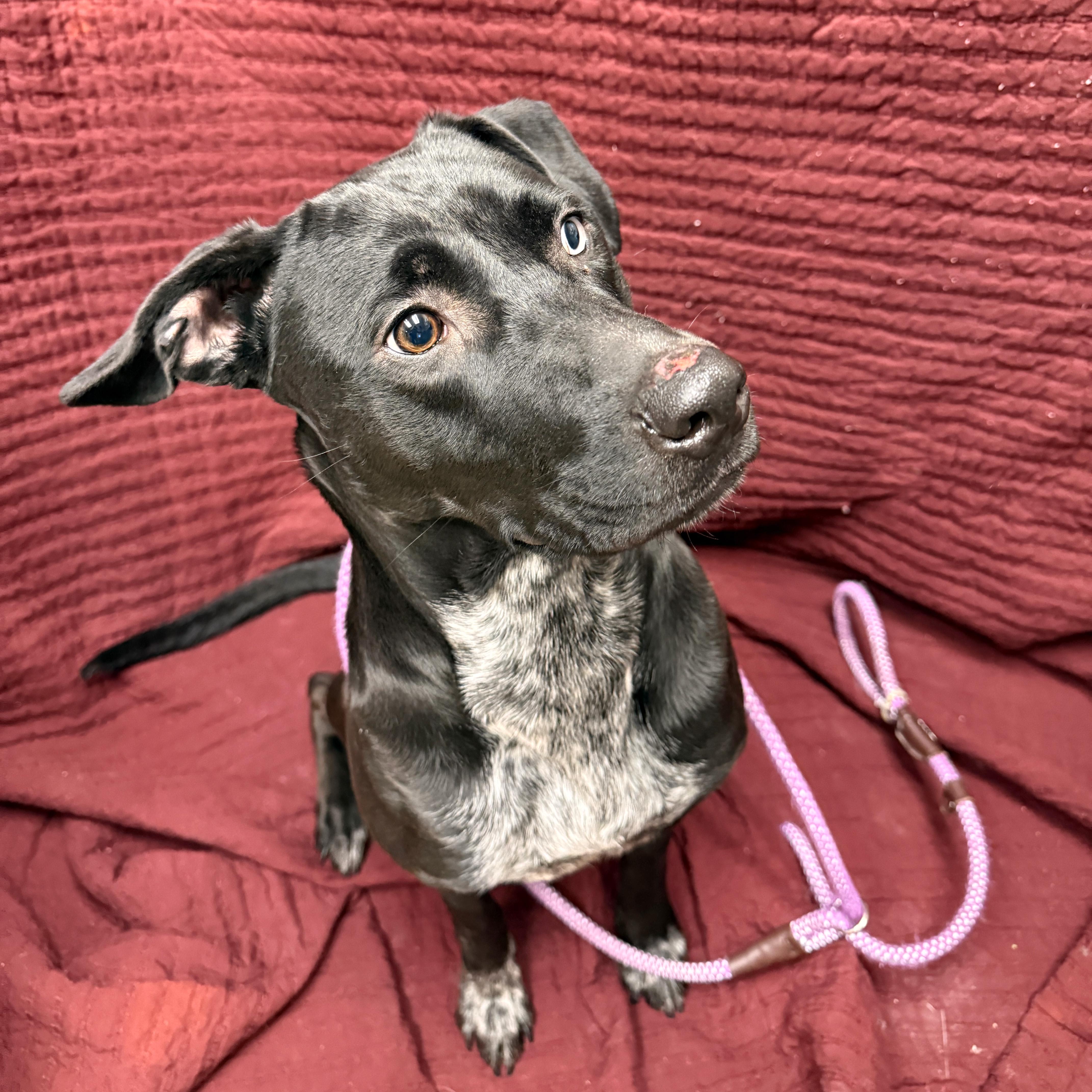 Enlarge Edna, a other mixed breed in Urbana, IL image 3/3