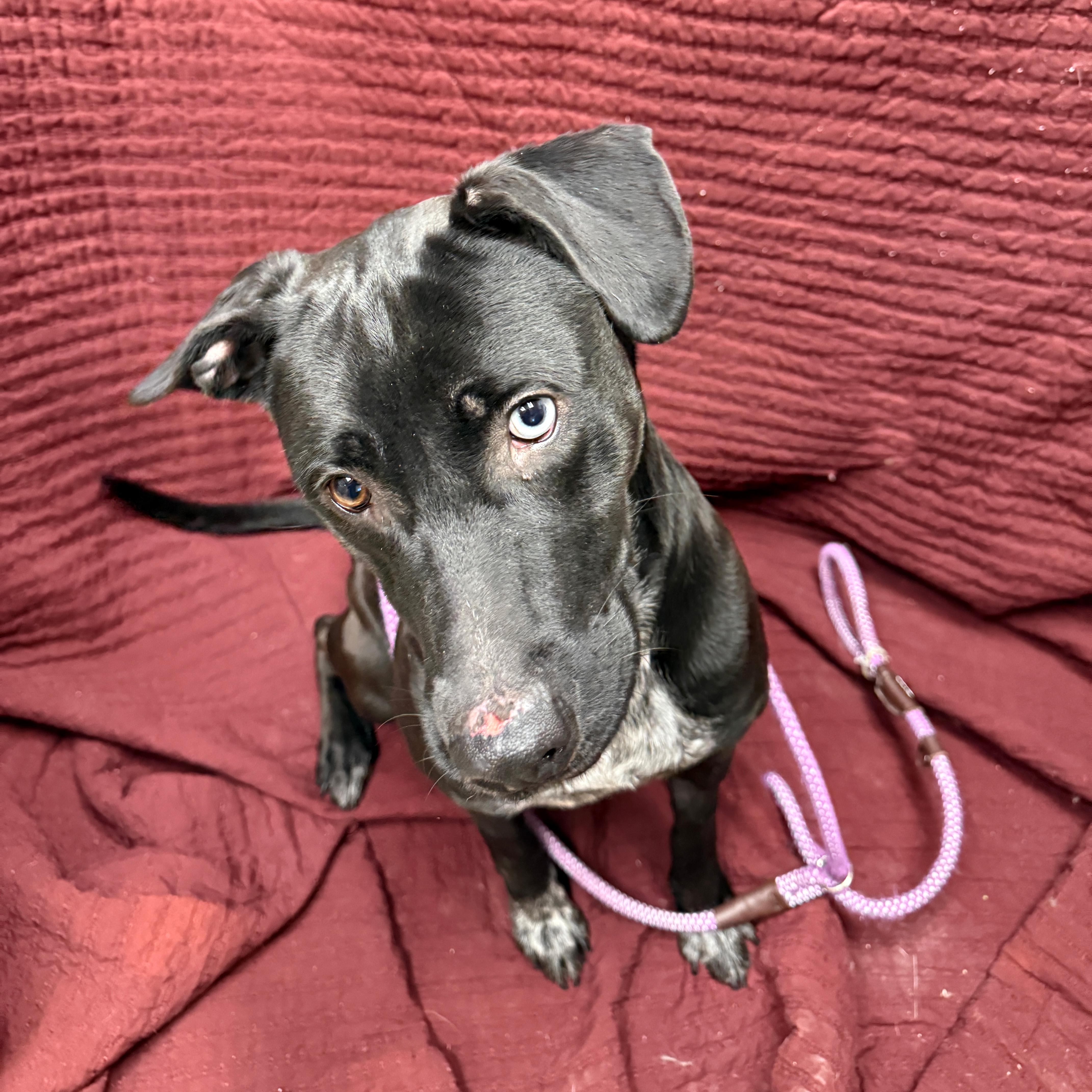 Enlarge Edna, a other mixed breed in Urbana, IL image 2/3