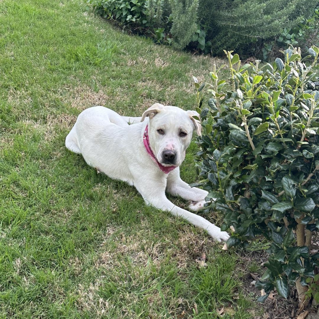 Polar Bear, an adopted mixed breed in Dallas, TX image 2/5