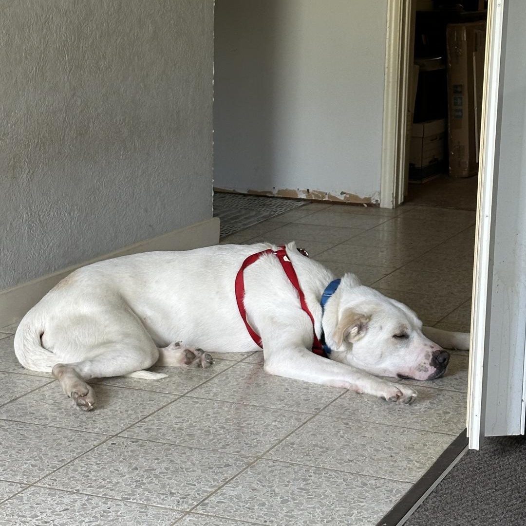 Polar Bear, an adopted mixed breed in Dallas, TX image 4/5