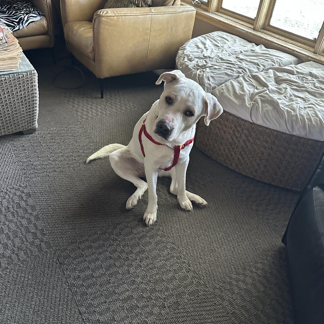 Polar Bear, adopted, Adult Male Labrador Retriever & Great Pyrenees.
