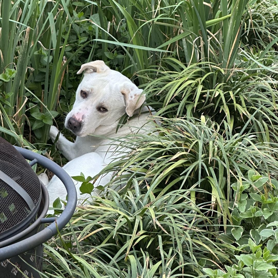 Polar Bear, an adopted mixed breed in Dallas, TX image 3/5
