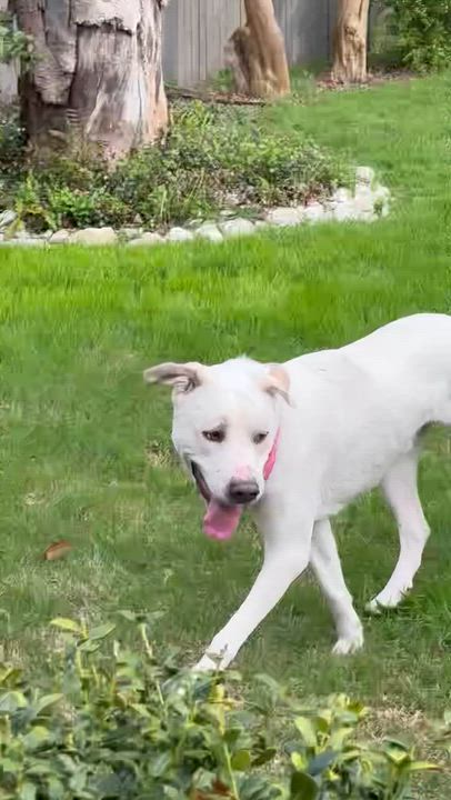 Enlarge Polar Bear, an adopted mixed breed in Dallas, TX video 5/5