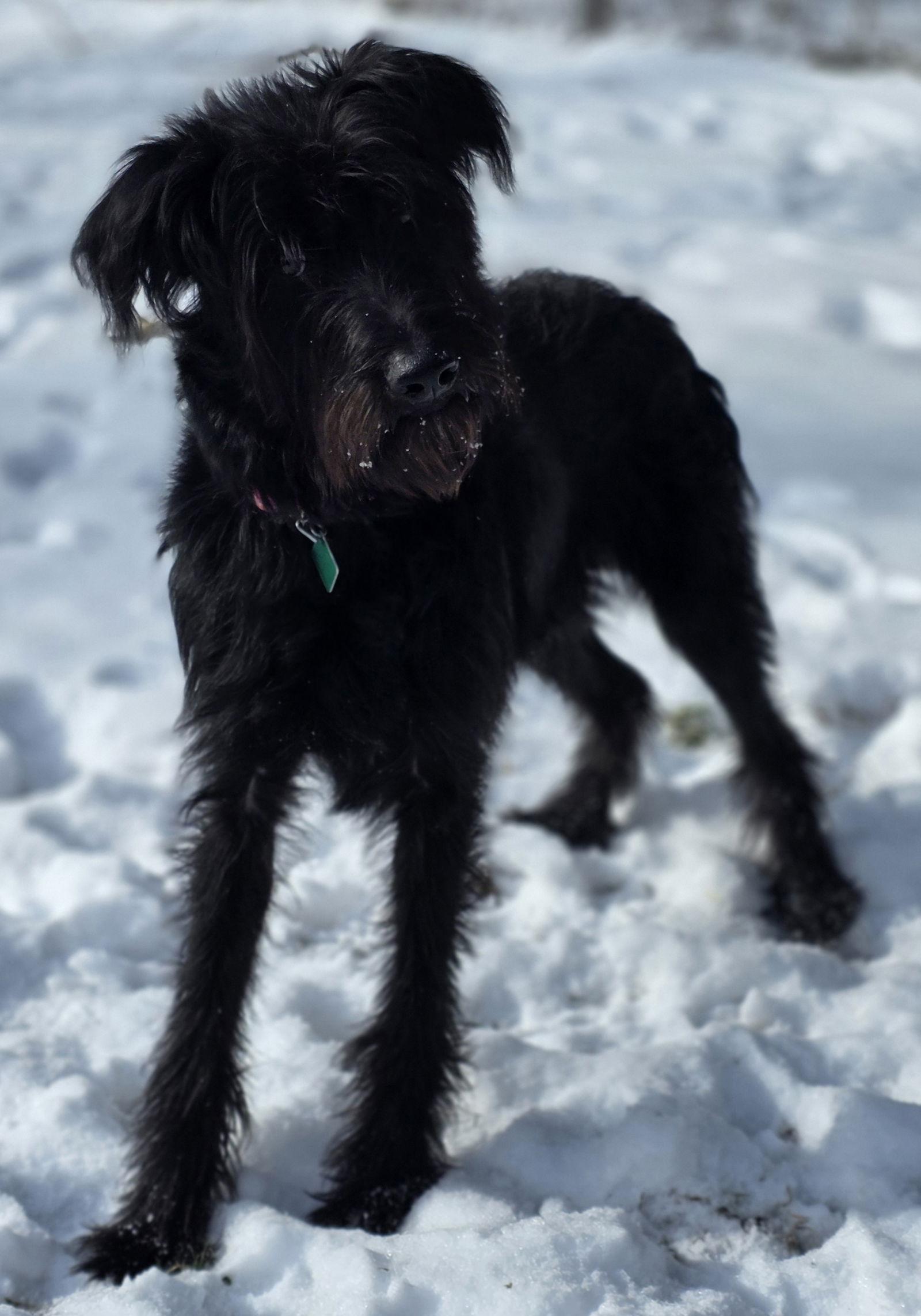 Lala — thumbnail 2