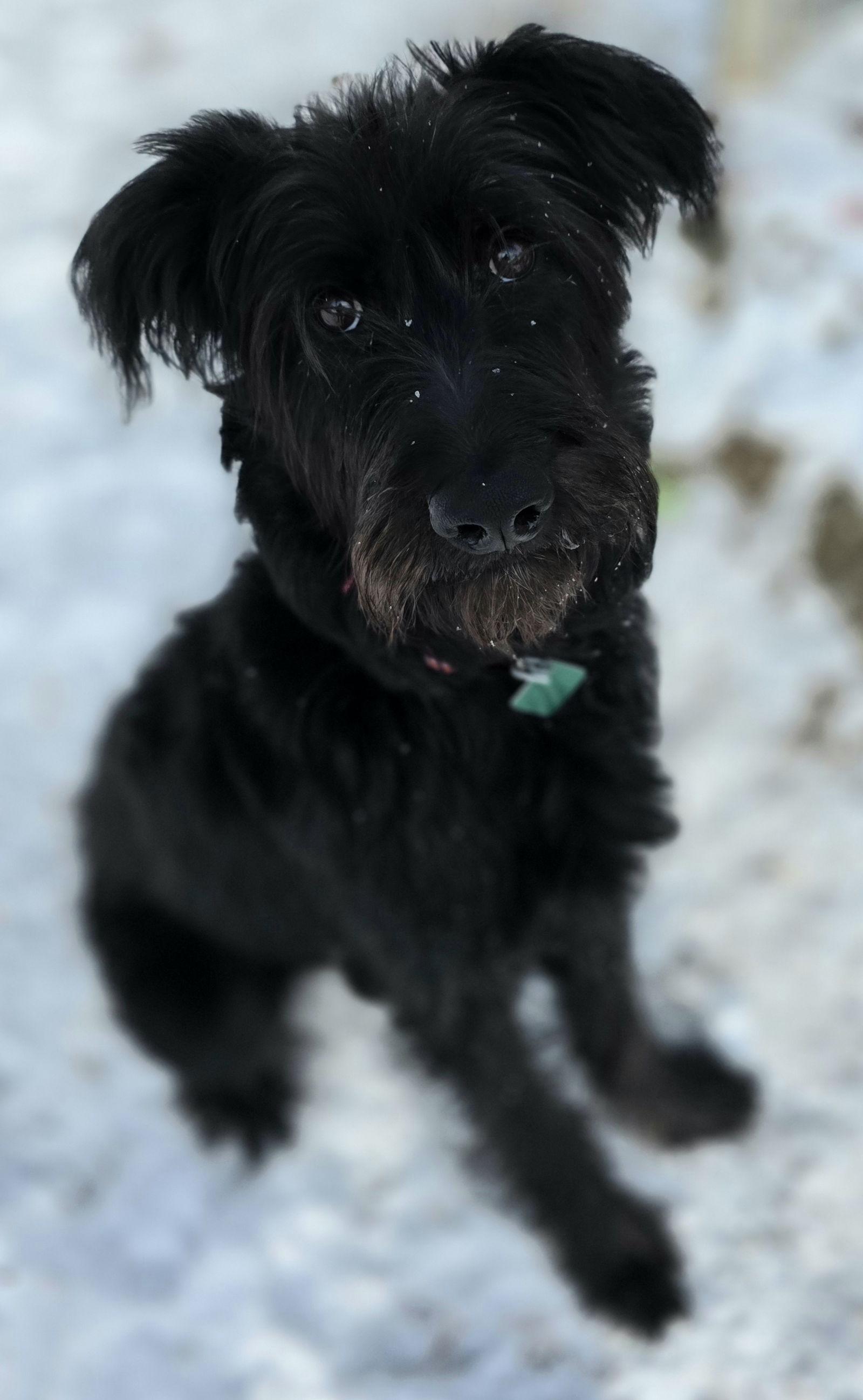 Lala — thumbnail 3