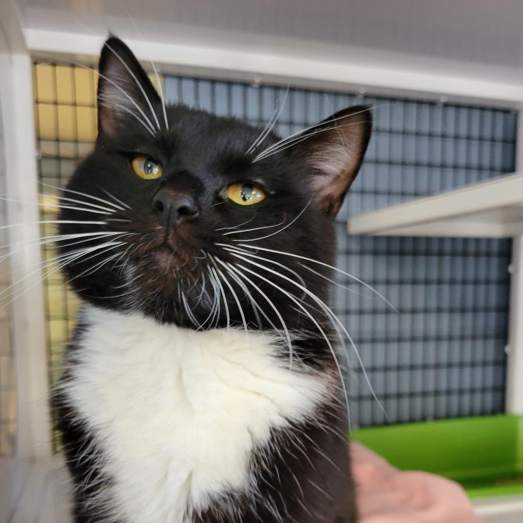 Enlarge Whiskers, a Adoptable Domestic Short Hair in Ruckersville, VA image 2/2