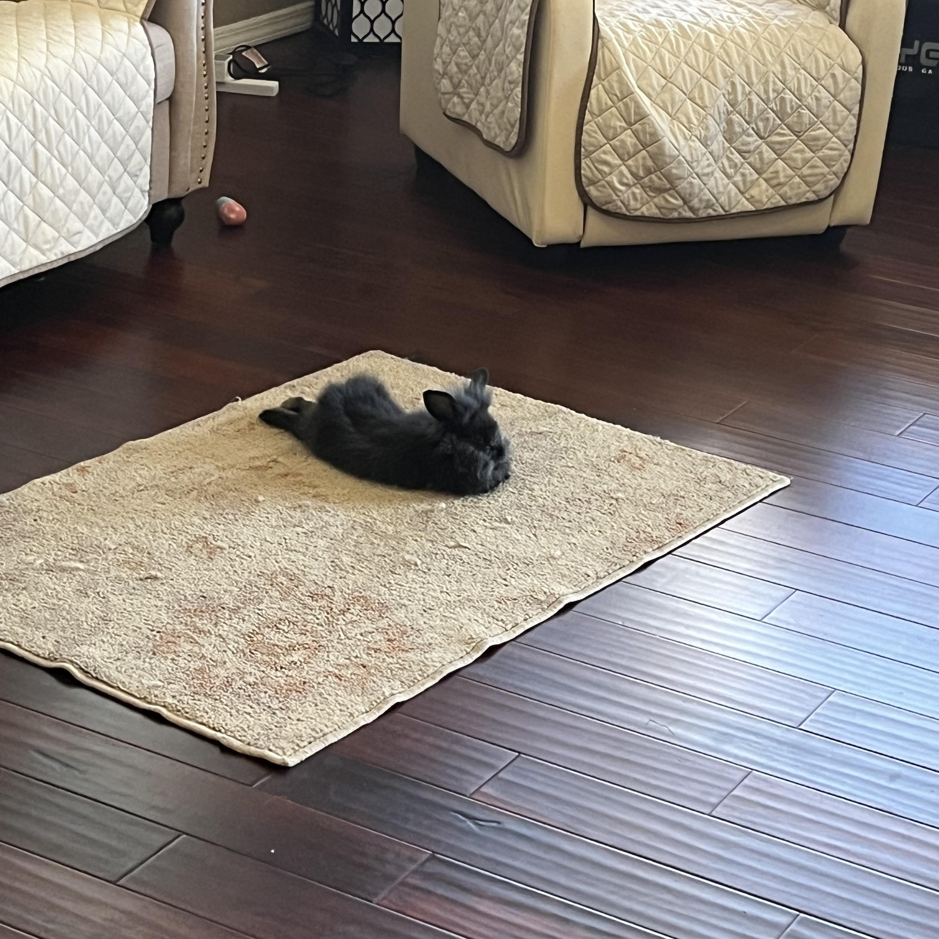 Enlarge Lilly (courtesy listing), a ADOPTABLE Lionhead in Albuquerque, NM image 4/5