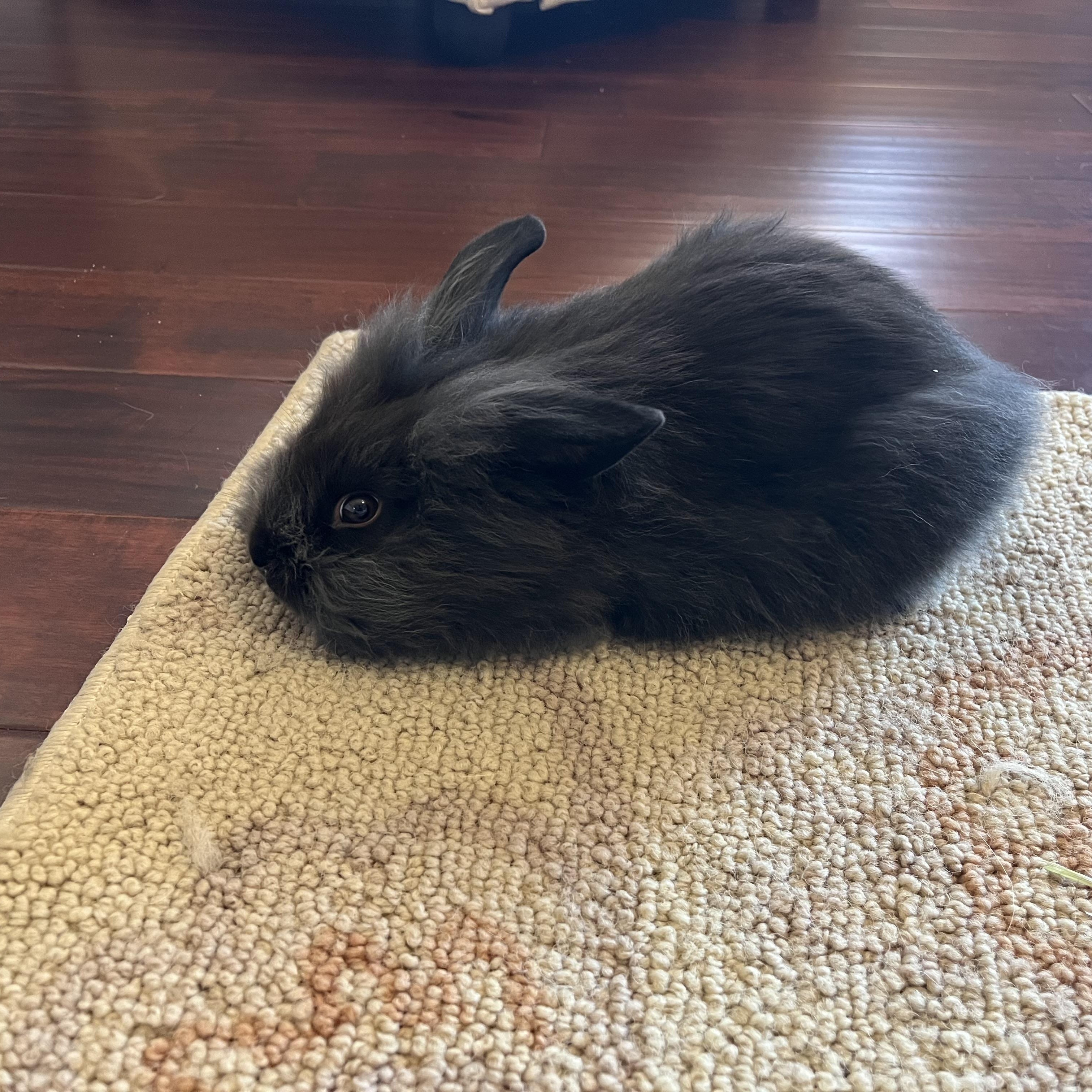 Enlarge Lilly (courtesy listing), a ADOPTABLE Lionhead in Albuquerque, NM image 3/5