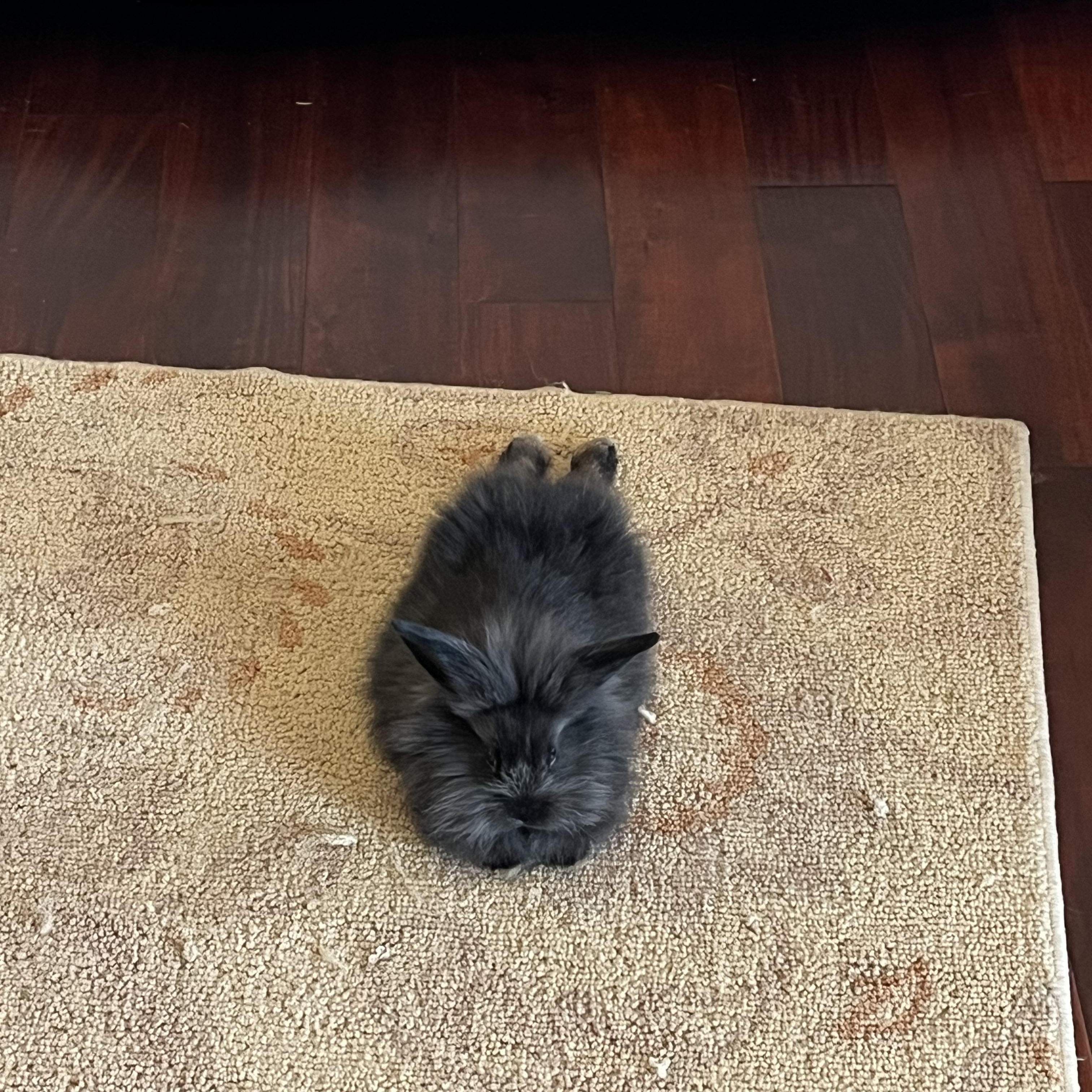 Enlarge Lilly (courtesy listing), a ADOPTABLE Lionhead in Albuquerque, NM image 2/5