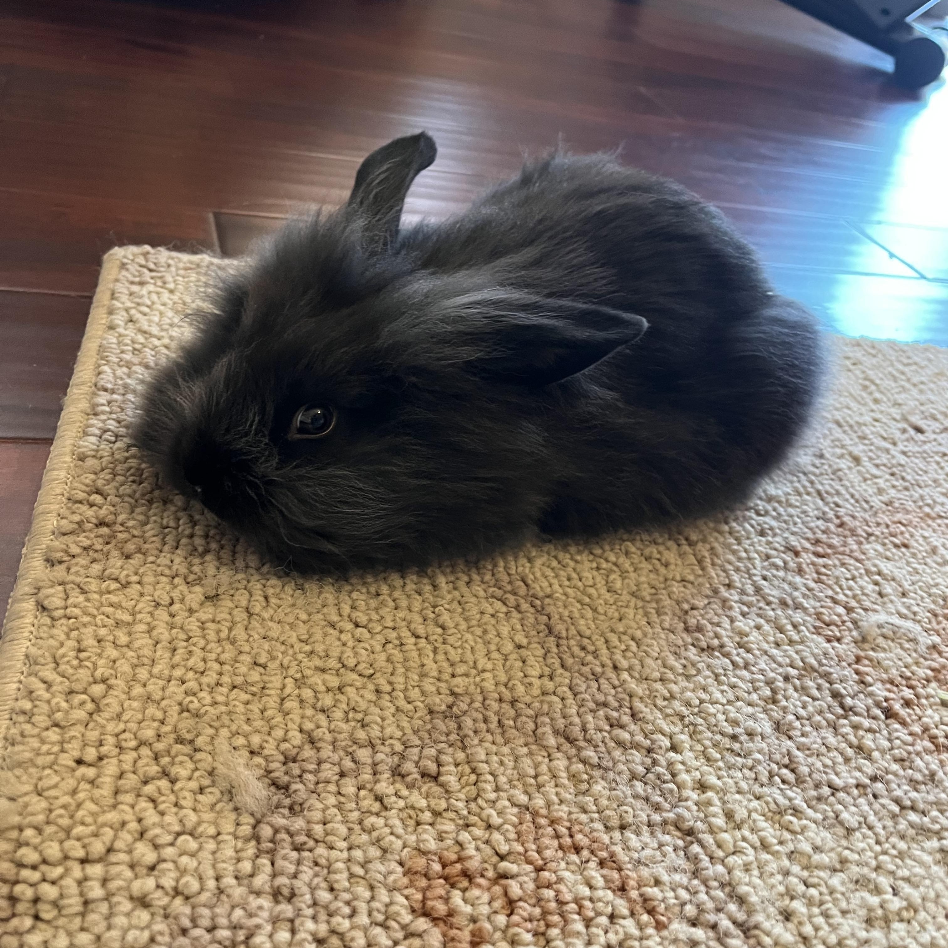 Enlarge Lilly (courtesy listing), a ADOPTABLE Lionhead in Albuquerque, NM image 5/5