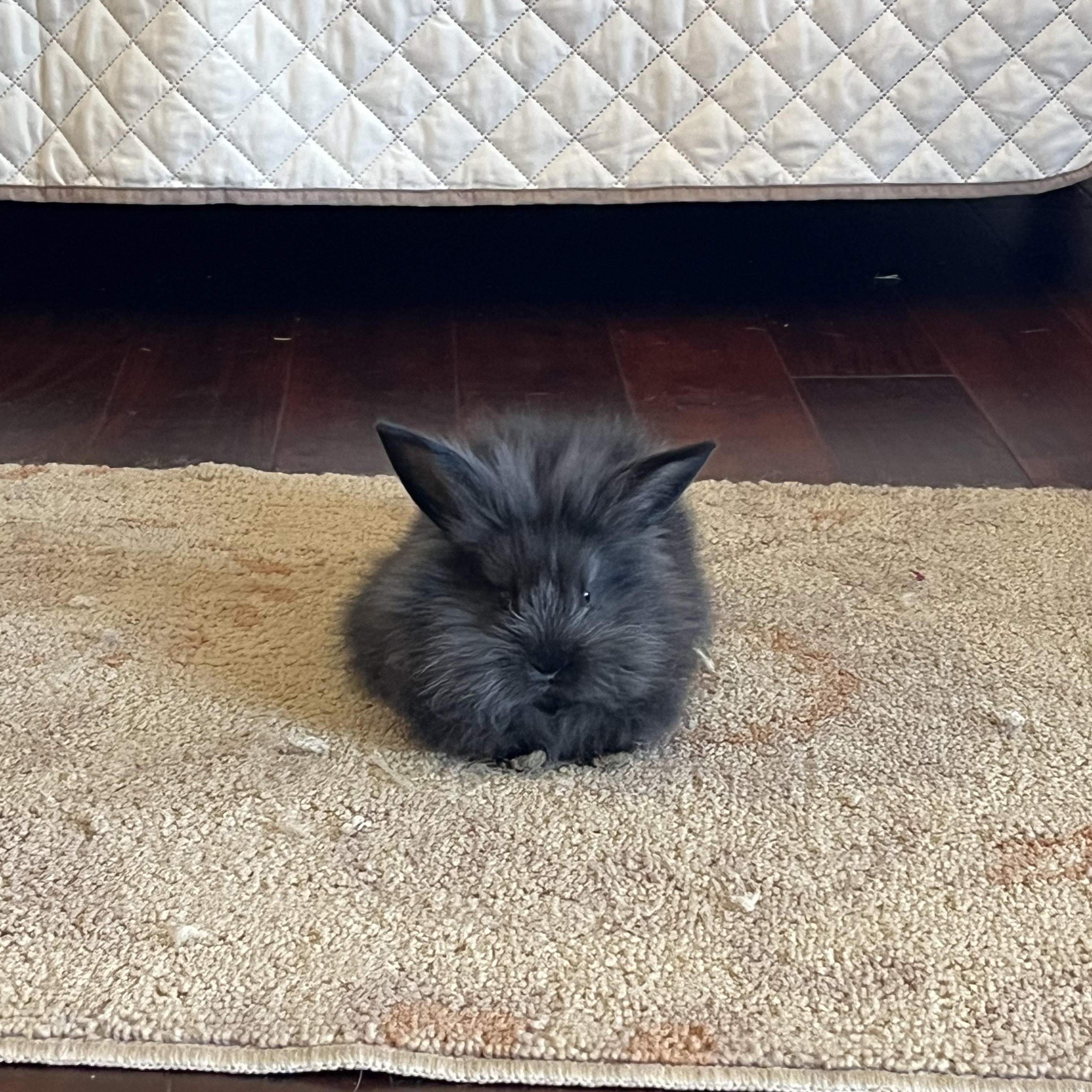 Enlarge Lilly (courtesy listing), a ADOPTABLE Lionhead in Albuquerque, NM image 1/5