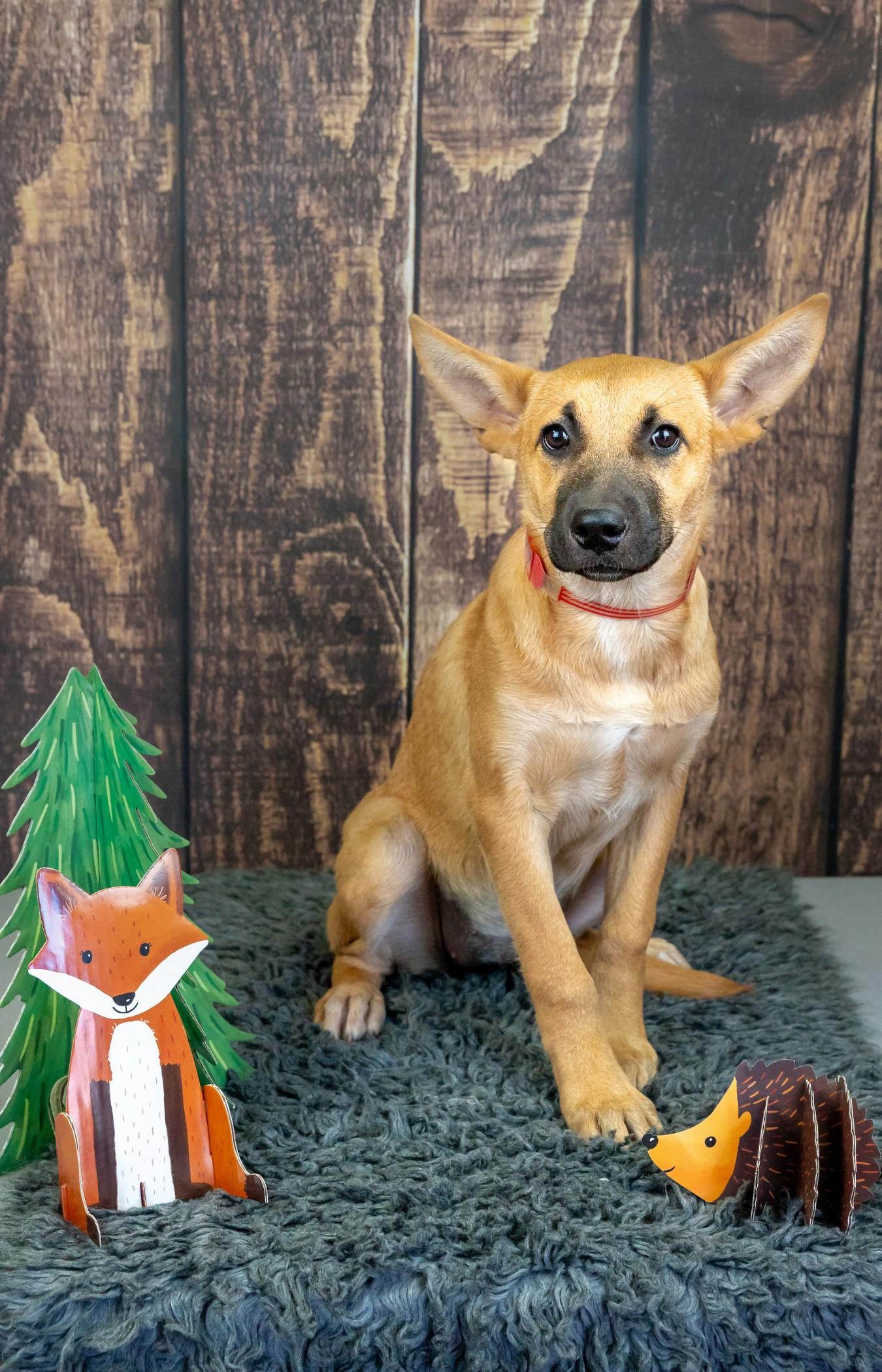 768-26, Adoptable, Puppy Female Shepherd.