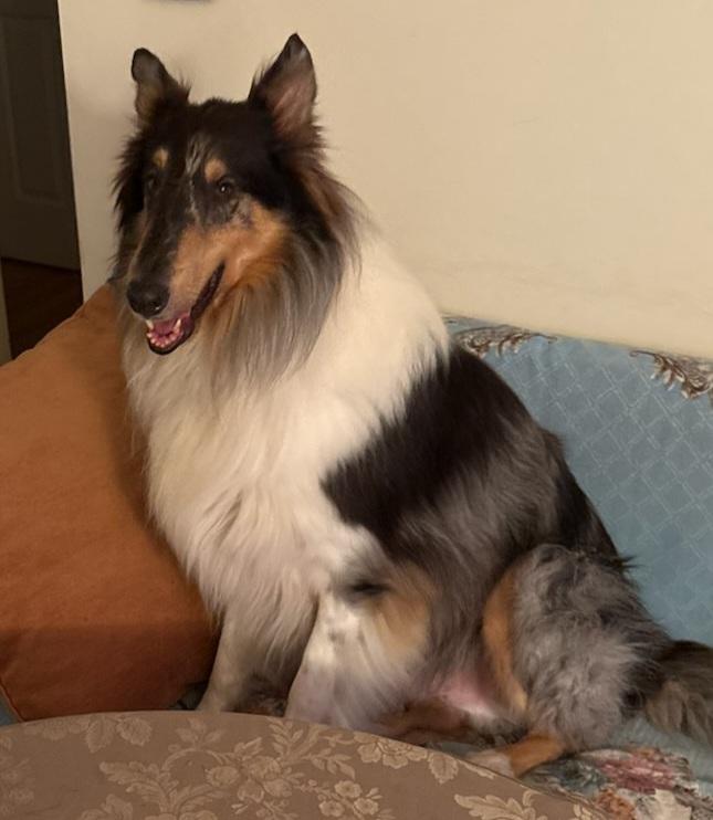 Delta ~ PENDING, Adoptable, Adult Male Collie.