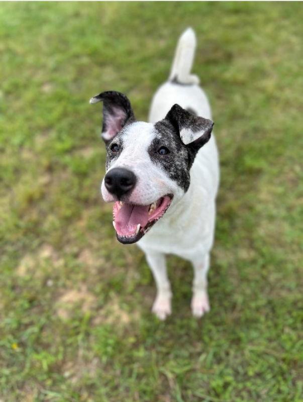 Sally Ann, Adoptable, Young Female Great Pyrenees & American Staffordshire Terrier.