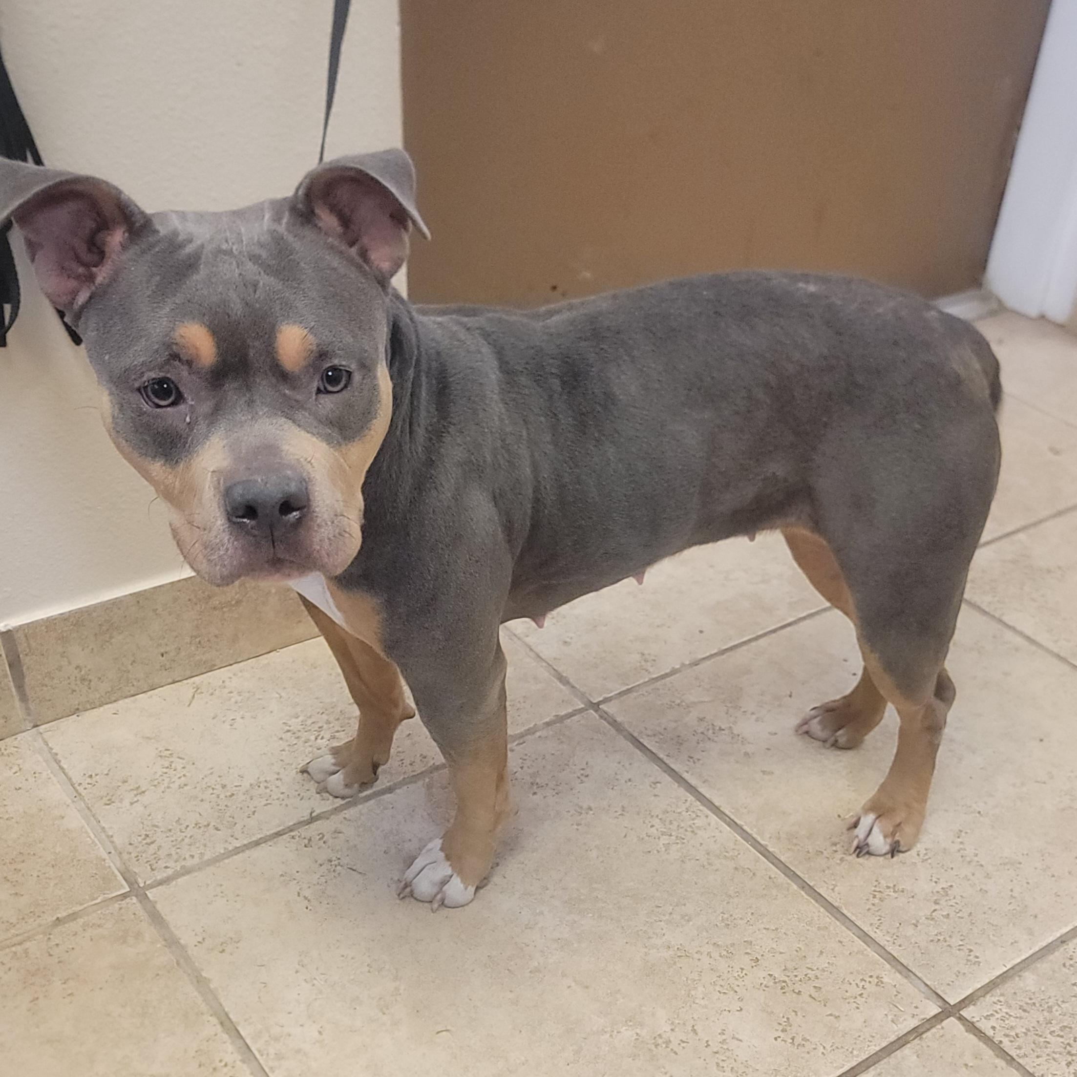 Enlarge Genie, a ADOPTABLE mixed breed in Kirby, TX image 1/1