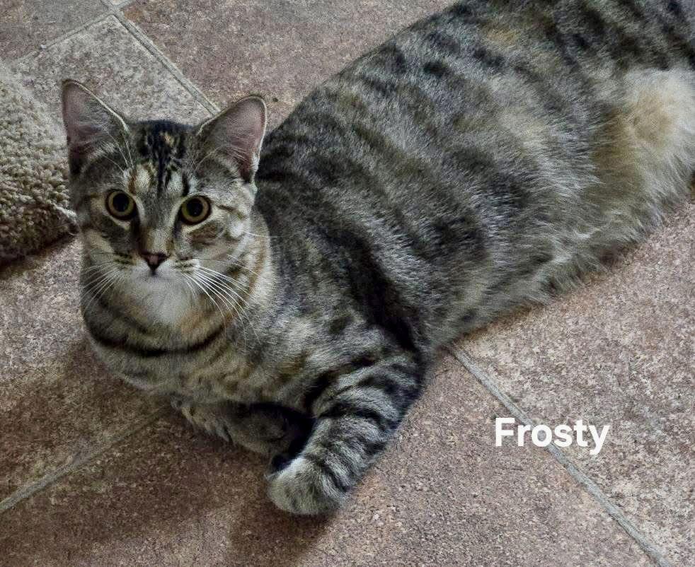 Frosty, Adoptable, Adult Female Domestic Short Hair.