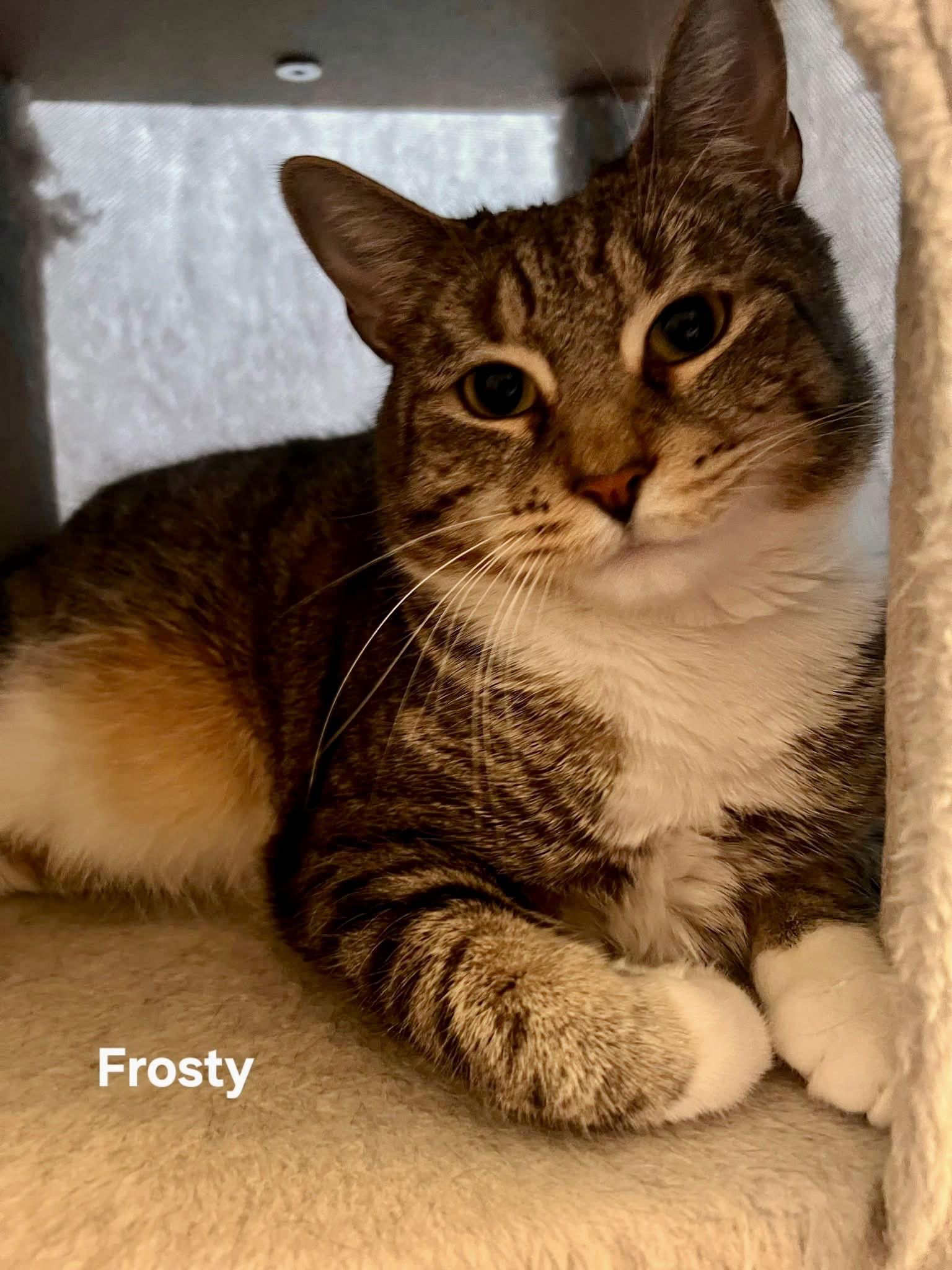 Enlarge Frosty, a Adoptable Domestic Short Hair in Penndel, PA image 2/3