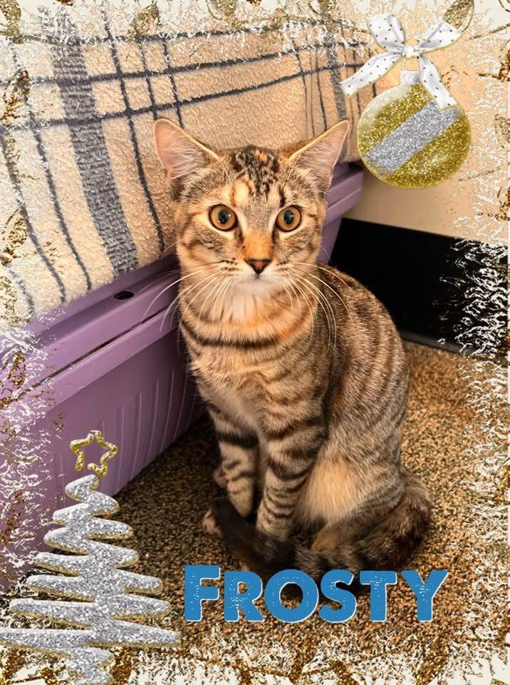 Frosty, a Adoptable Domestic Short Hair in Penndel, PA image 2/3