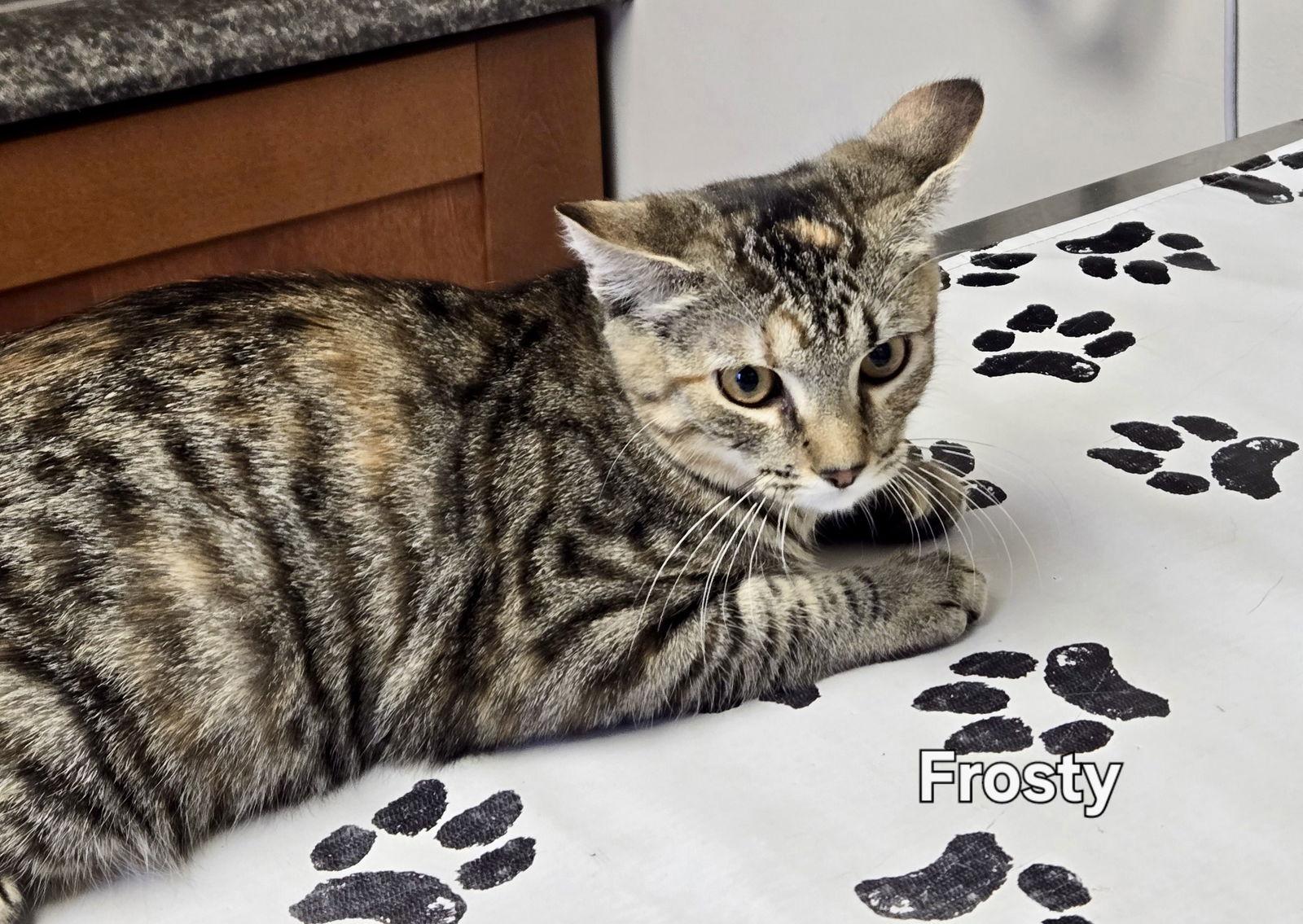 Frosty, a Adoptable Domestic Short Hair in Penndel, PA image 3/3