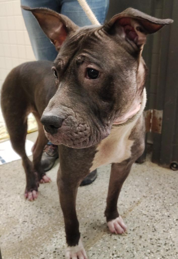 Expresso, Adoptable, Adult Female Pit Bull Terrier & Chow Chow.