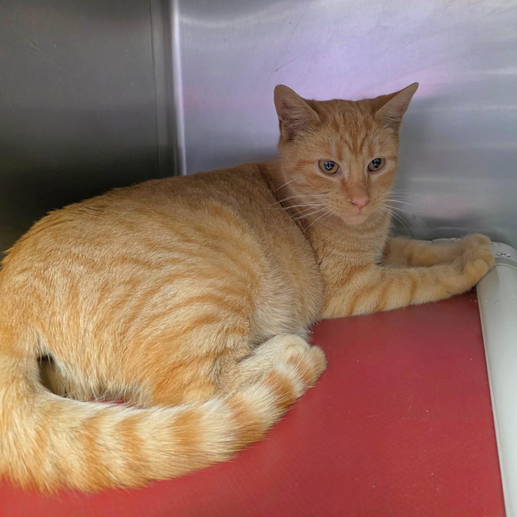 Marissa, Adopted, Young Female Domestic Short Hair.