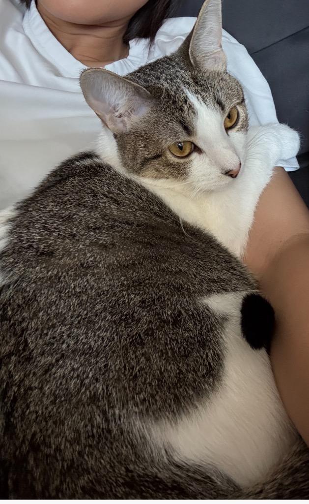 Ruby TX, Adoptable, Young Female Domestic Short Hair.