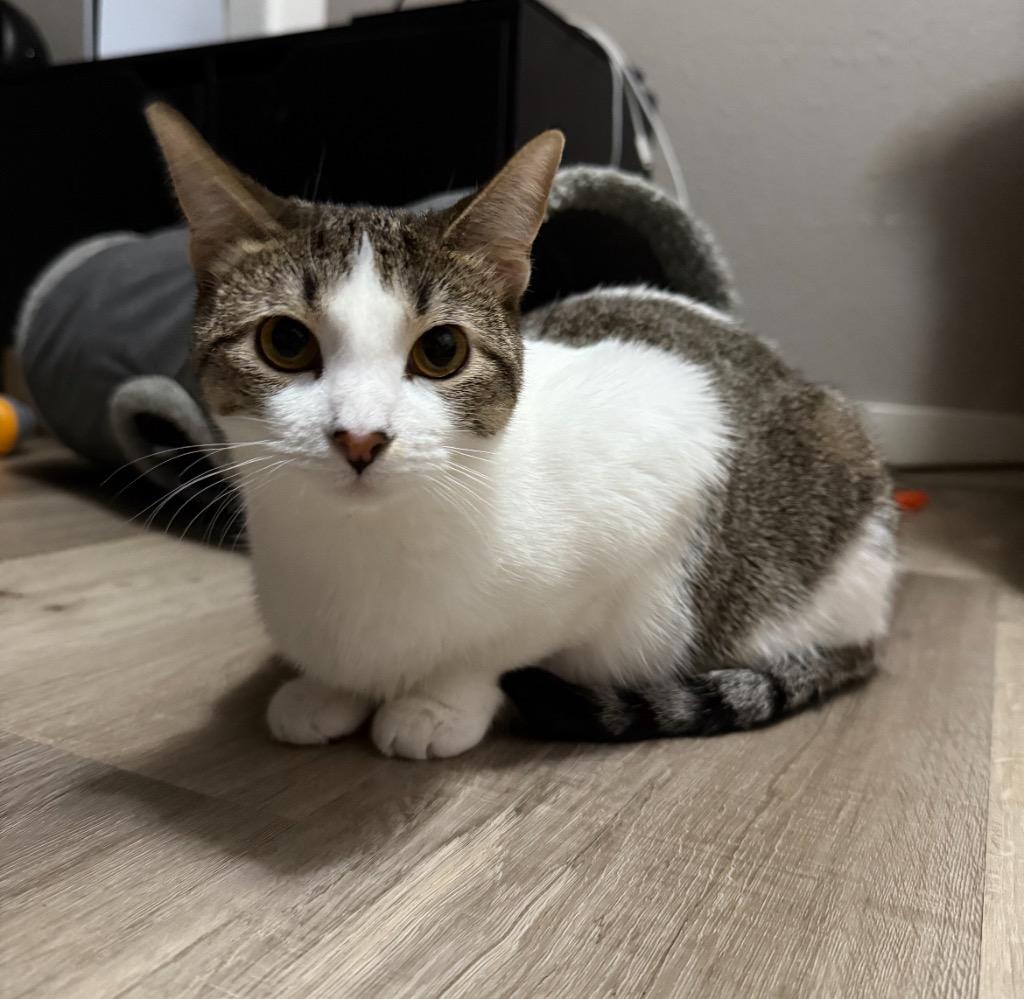 Enlarge Ruby TX, a Adoptable mixed breed in Fort Lupton, CO image 1/3