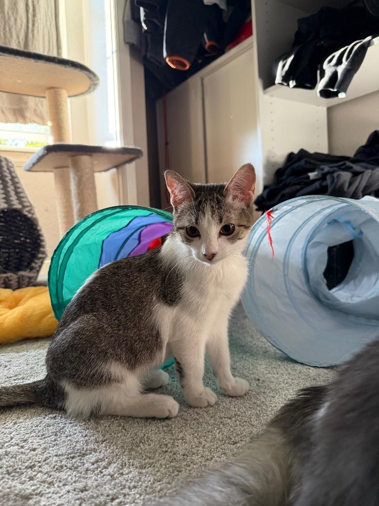 Enlarge Ruby TX, a Adoptable mixed breed in Fort Lupton, CO image 3/3