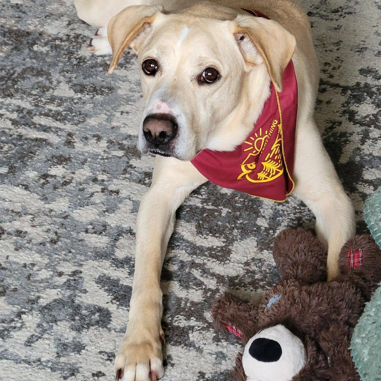 Enlarge Parker, a ADOPTABLE mixed breed in Southgate, MI image 3/6