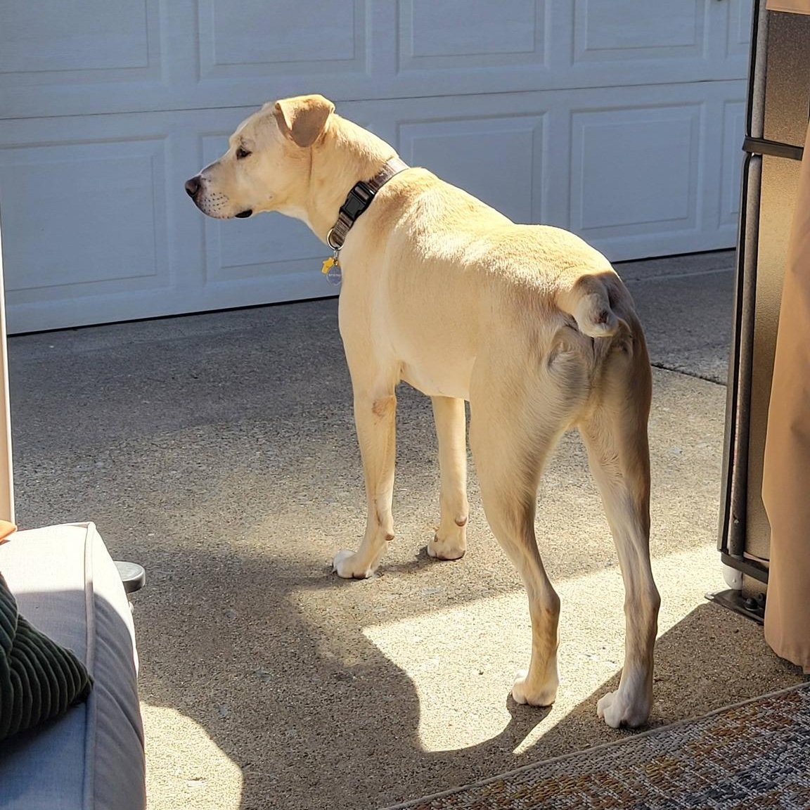 Enlarge Parker, a ADOPTABLE mixed breed in Southgate, MI image 4/6