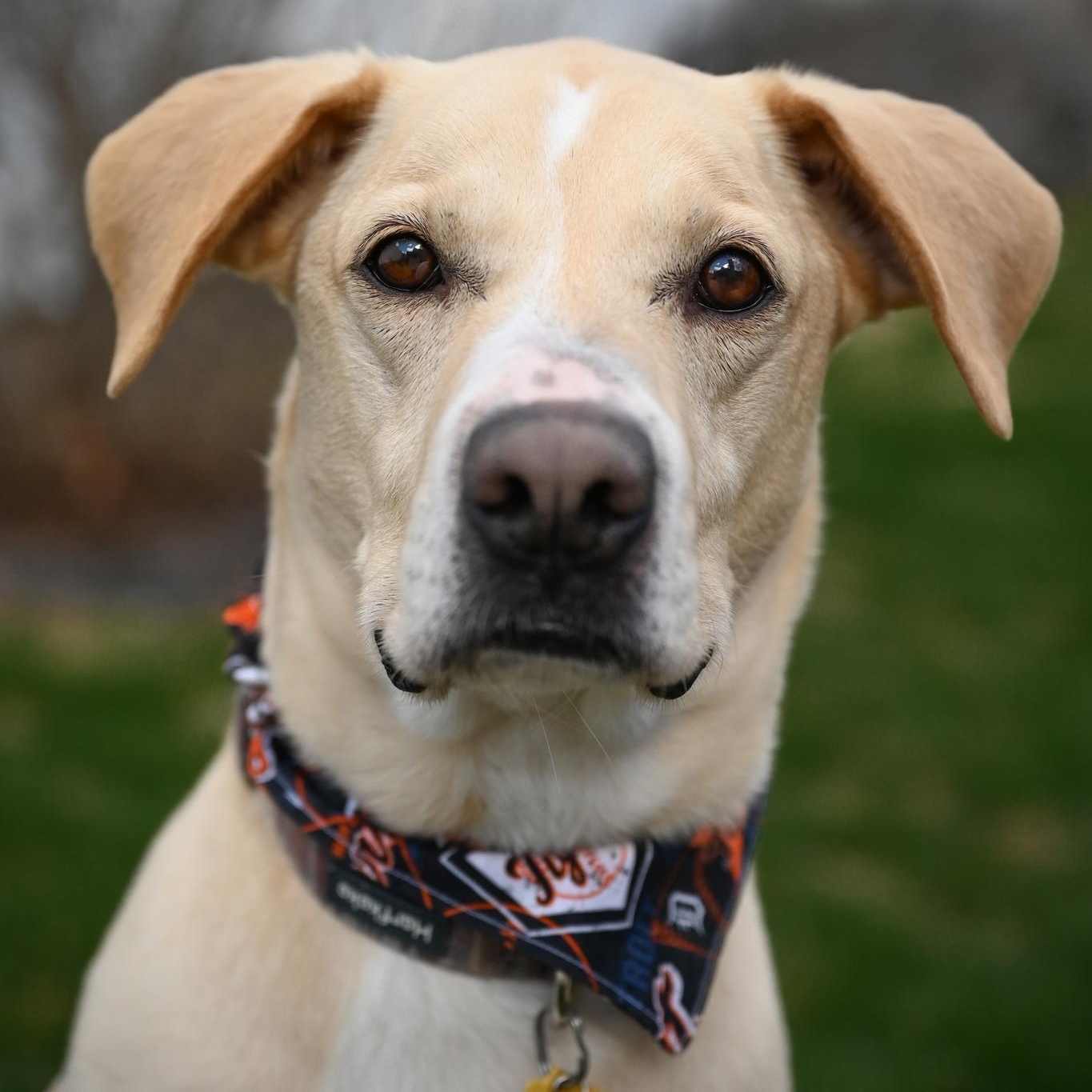 Enlarge Parker, a ADOPTABLE mixed breed in Southgate, MI image 2/6