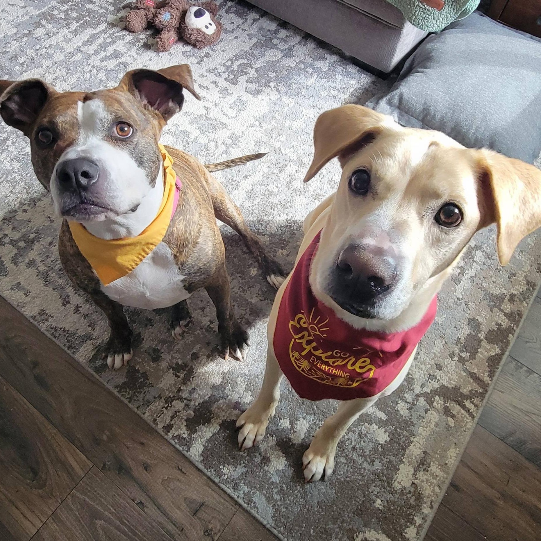 Enlarge Parker, a ADOPTABLE mixed breed in Southgate, MI image 5/6