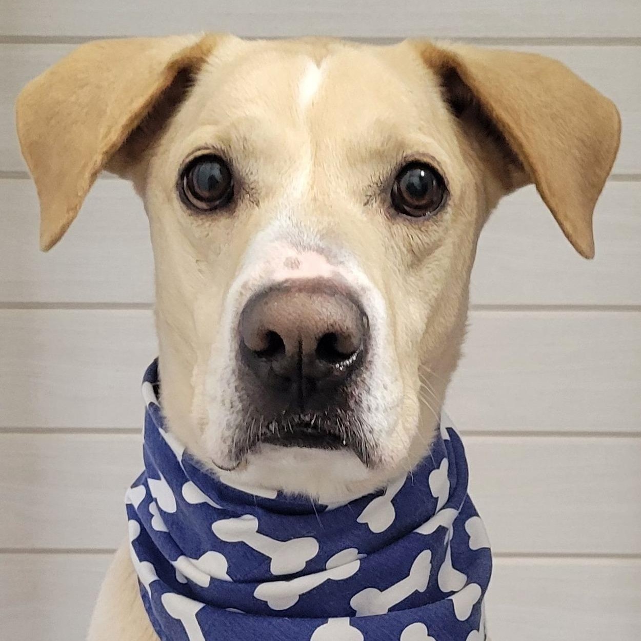 Parker, ADOPTABLE, Adult Male Labrador Retriever.