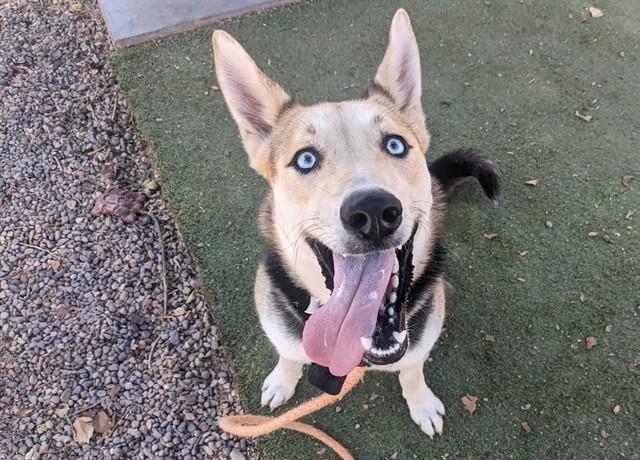 CHELSEA, Adoptable, Young Female Siberian Husky & Rottweiler.