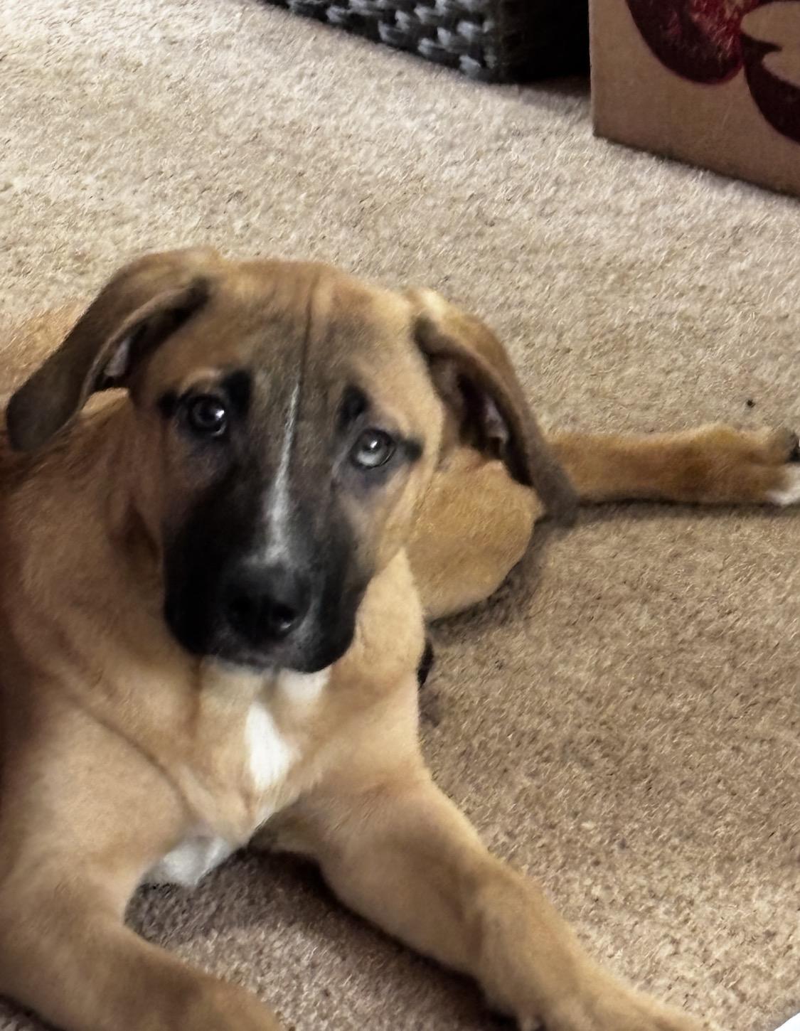 Enlarge Hart, a Adoptable mixed breed in Arlington Heights, IL image 2/6
