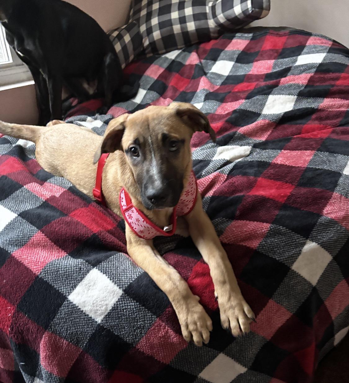Enlarge Hart, a Adoptable mixed breed in Arlington Heights, IL image 1/6