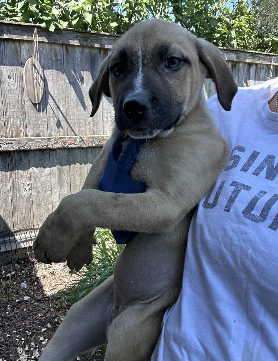 Enlarge Hart, a Adoptable mixed breed in Arlington Heights, IL image 4/6