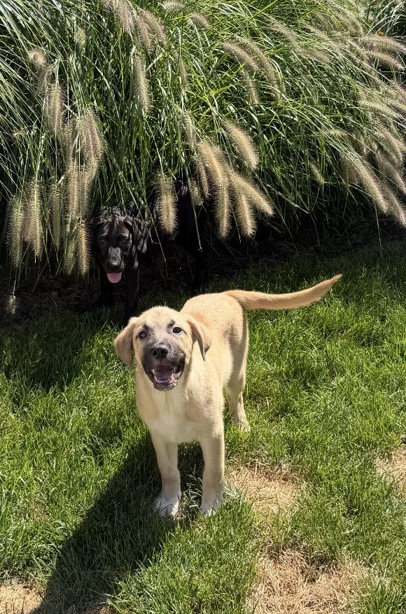 Enlarge Hart, a Adoptable mixed breed in Arlington Heights, IL image 5/6