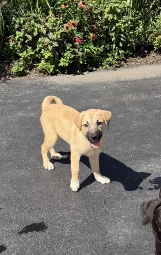 Enlarge Hart, a Adoptable mixed breed in Arlington Heights, IL image 3/6