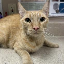 Nemo, Adoptable, Adult Male Domestic Short Hair & Domestic Short Hair.
