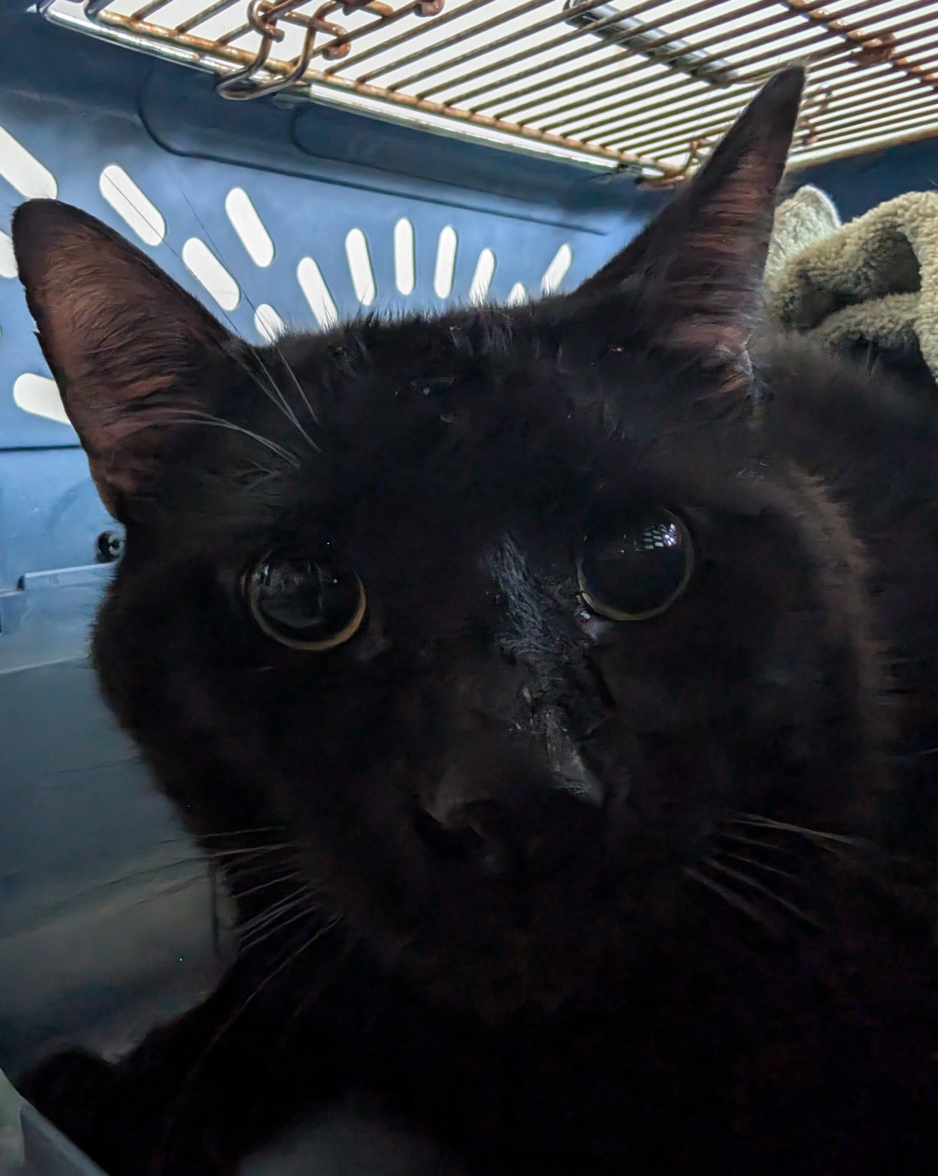 Jax A212813