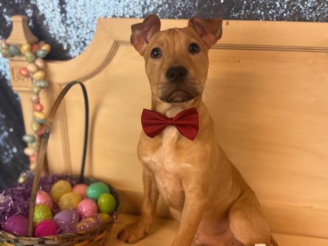 Enlarge SAISON, a Adoptable Pit Bull Terrier in Fairfield, CA image 1/1