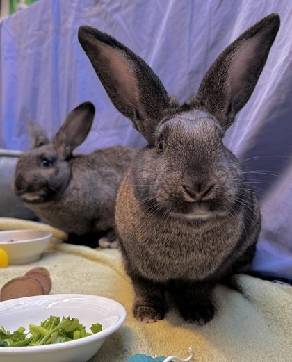 Bun Affleck, Adoptable, Young Female American.